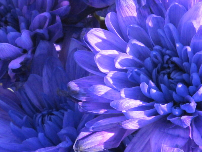 Blue Chrysanthemum Flower — Purple