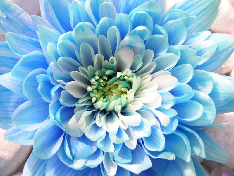 Blue Chrysanthemum Flower — Serene, Afternoon