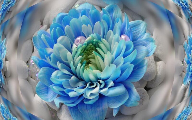 Blue Chrysanthemum Flower — Serene, Digital Art