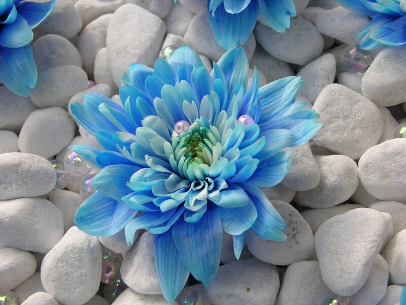 Blue Chrysanthemum Flower — Serene, Photograph