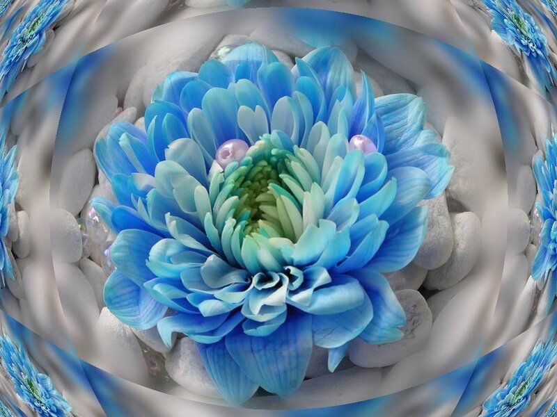 blue chrysanthemum flower