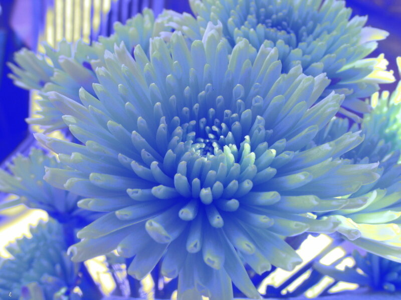 Blue Chrysanthemum Flower — Vibrant