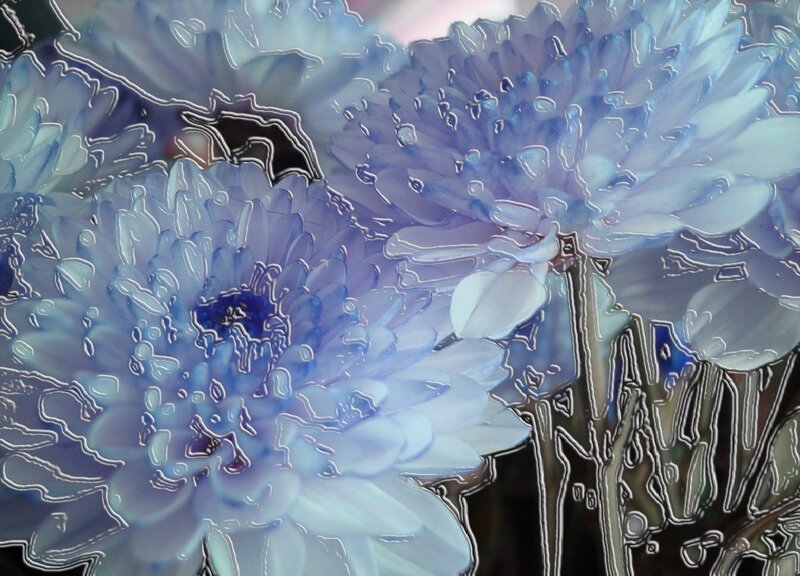 Blue Chrysanthemum Flowers — Calm, Digital Art