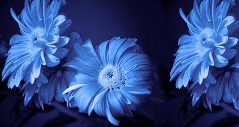 Blue Chrysanthemum Flowers — Calm, Night