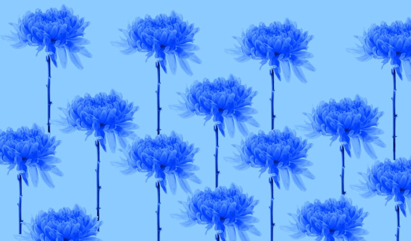 Blue Chrysanthemum Flowers — Calm, Photograph
