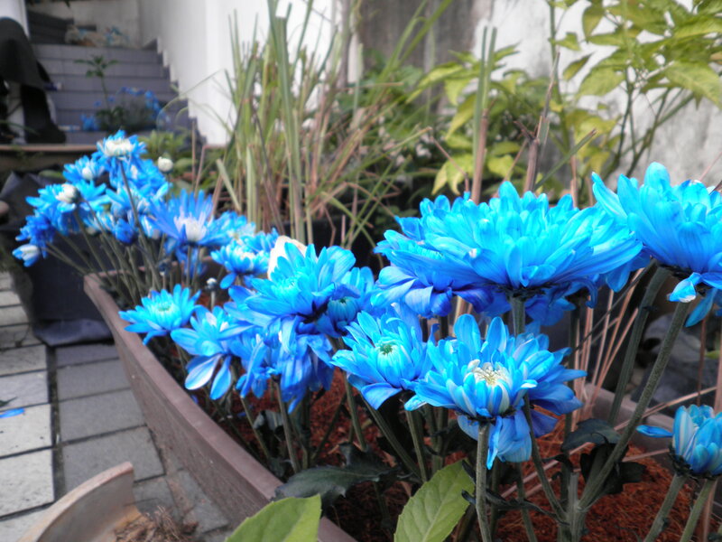 Blue Chrysanthemum Flowers — Calm