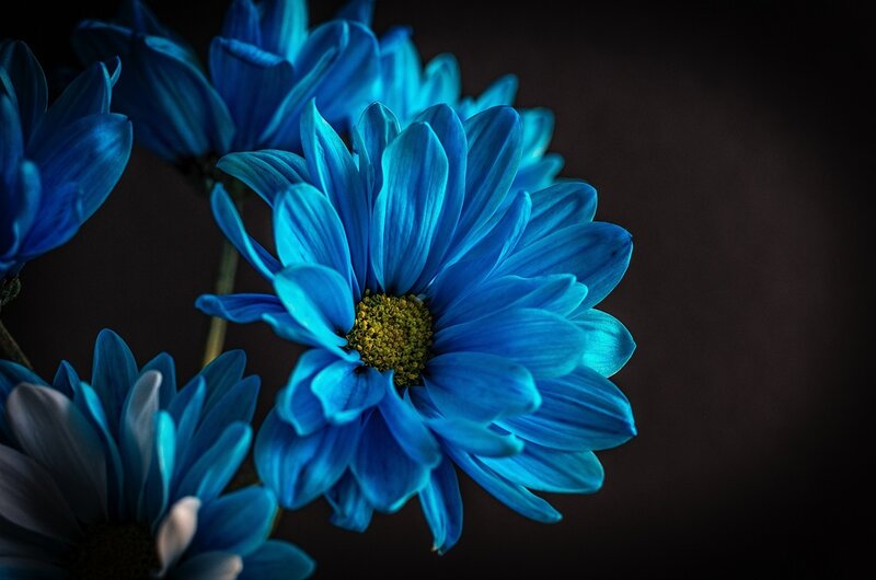 Blue Chrysanthemum Flowers — Dramatic
