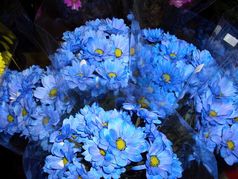 Blue Chrysanthemum Flowers