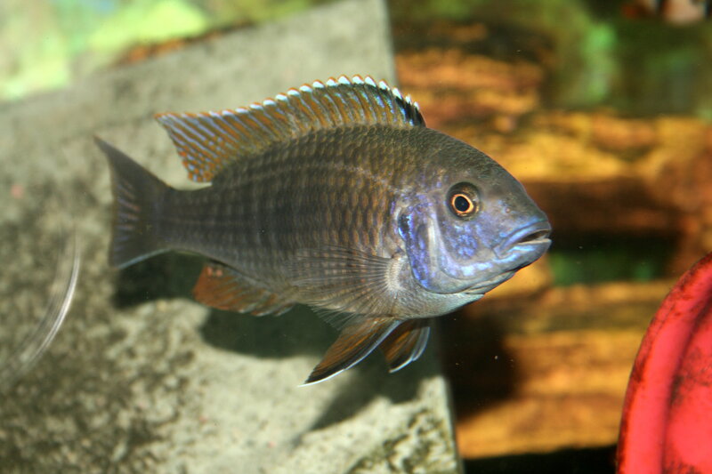 Blue Cichlid Fish — Calm, Photograph, Aquarium