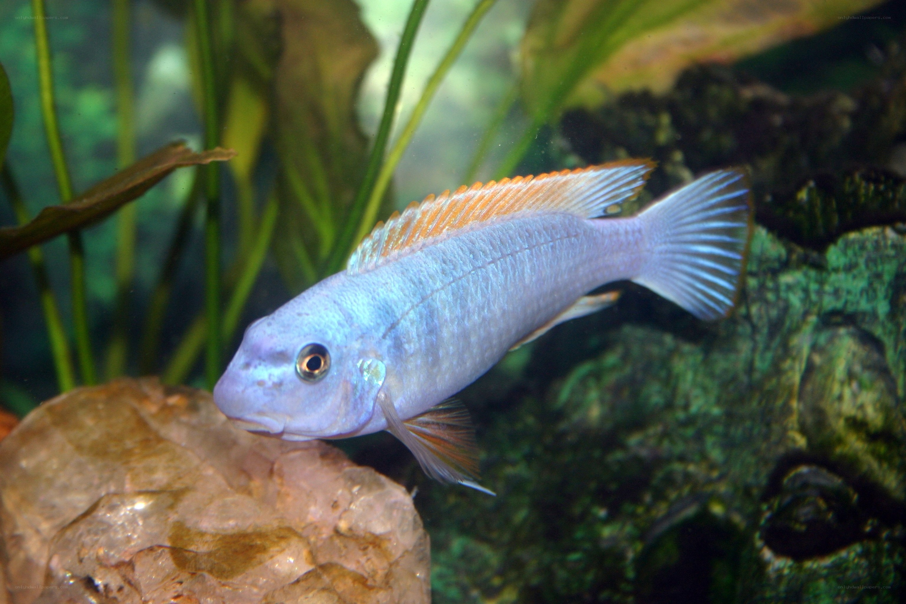 blue cichlid fish in aquarium