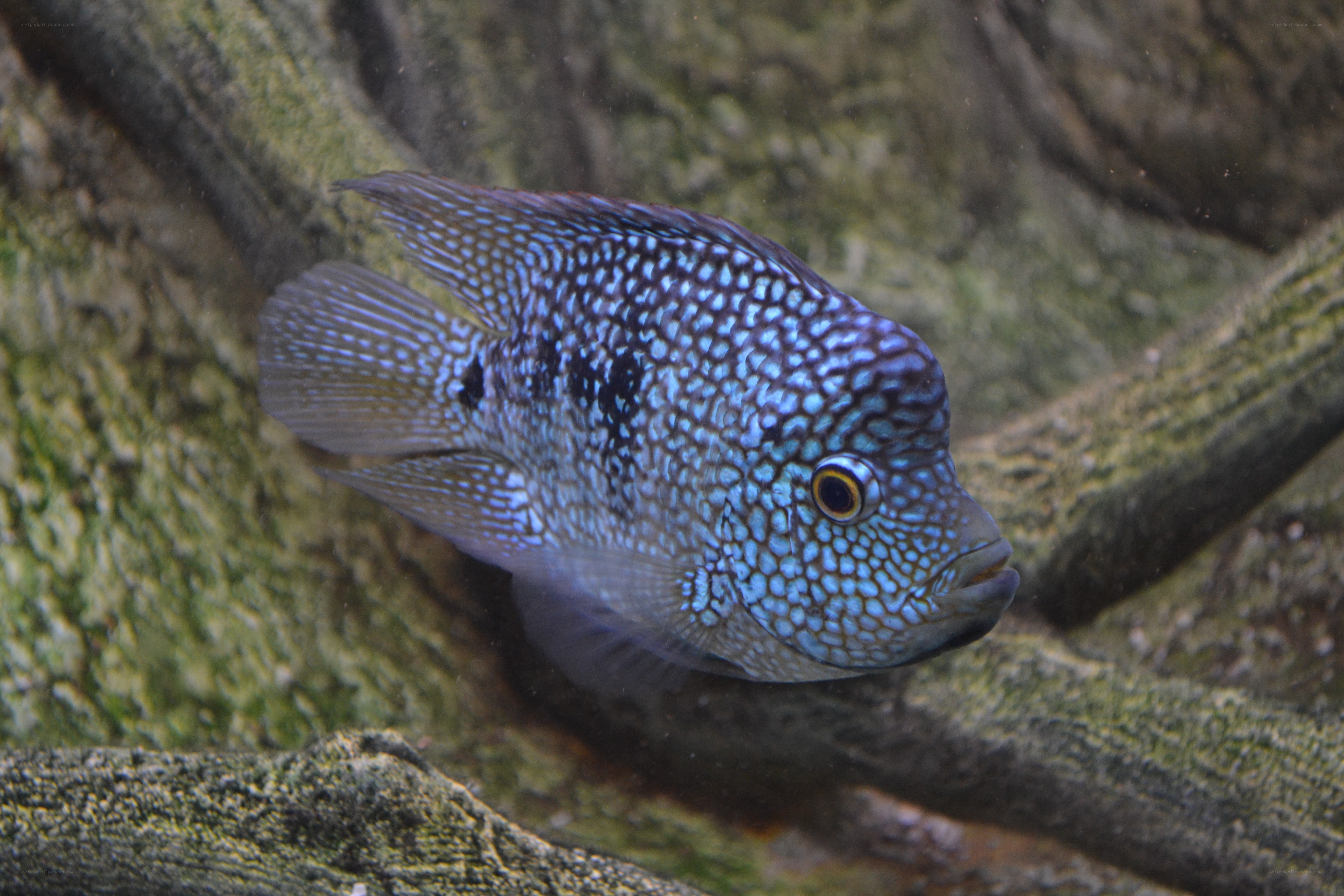 blue cichlid fish in aquarium