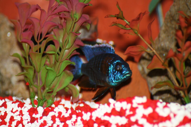 Blue Cichlid Fish — Red