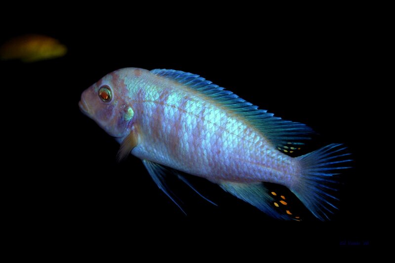 blue cichlid fish