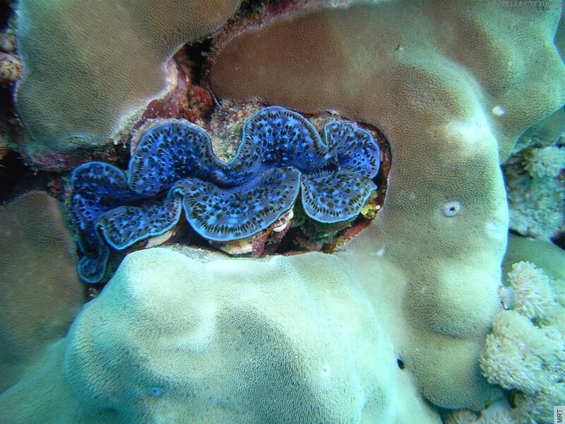Blue Clam on Coral — Natural