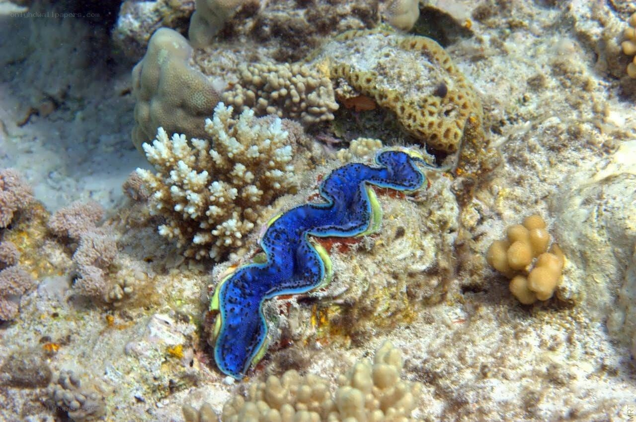 Blue clam on coral reef