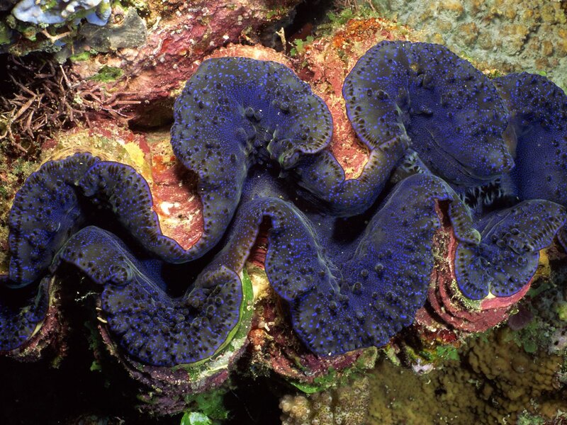 Blue Clam on Coral Reef — Natural
