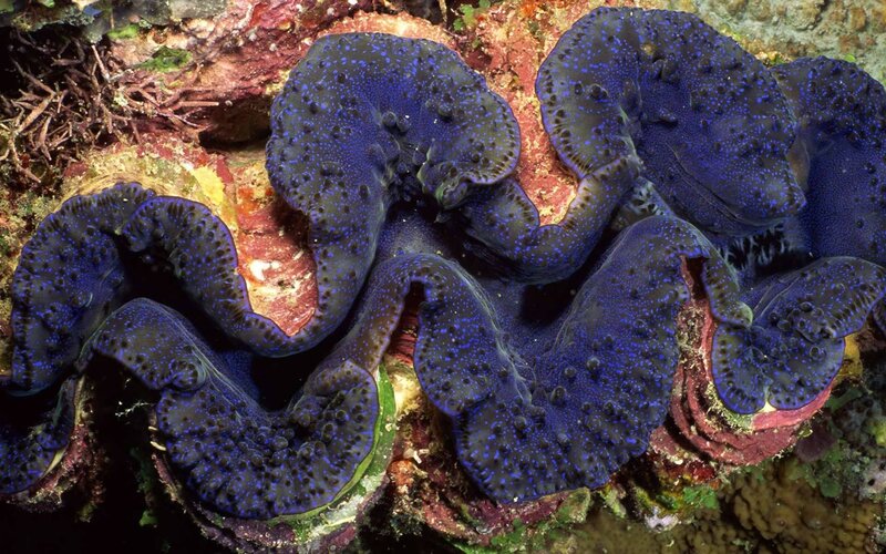 Blue Clam on Coral