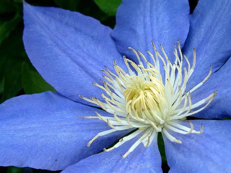 blue clematis flower close-up