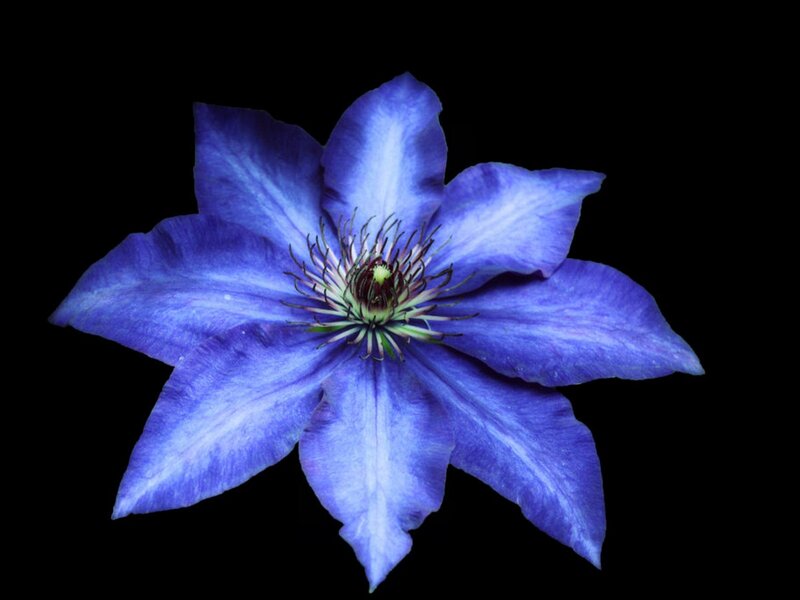 Blue Clematis Flower — Dramatic