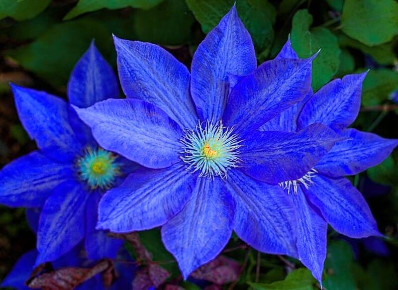 Blue Clematis Flower — Natural