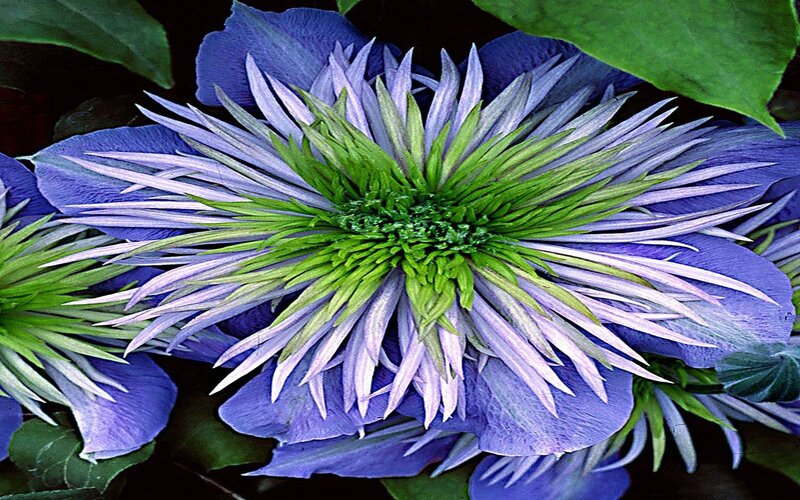 Blue Clematis Flower — Purple