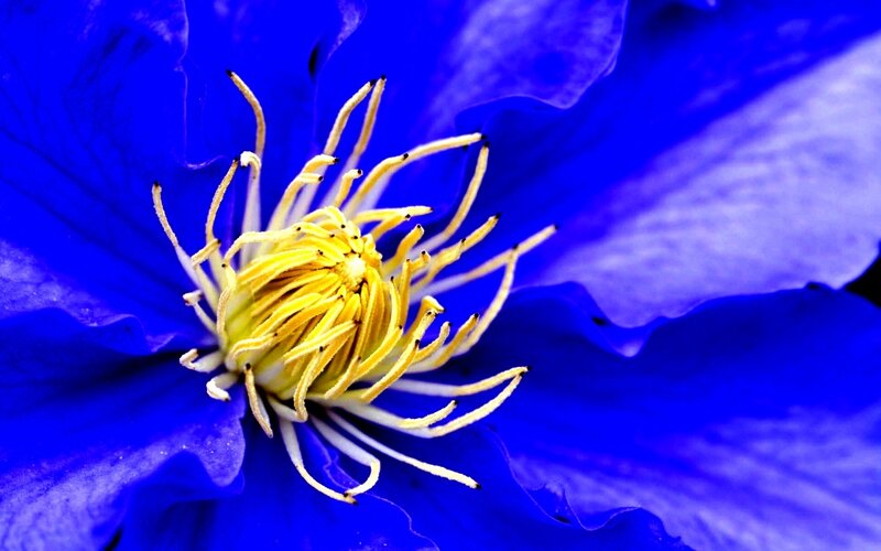 Blue Clematis Flower