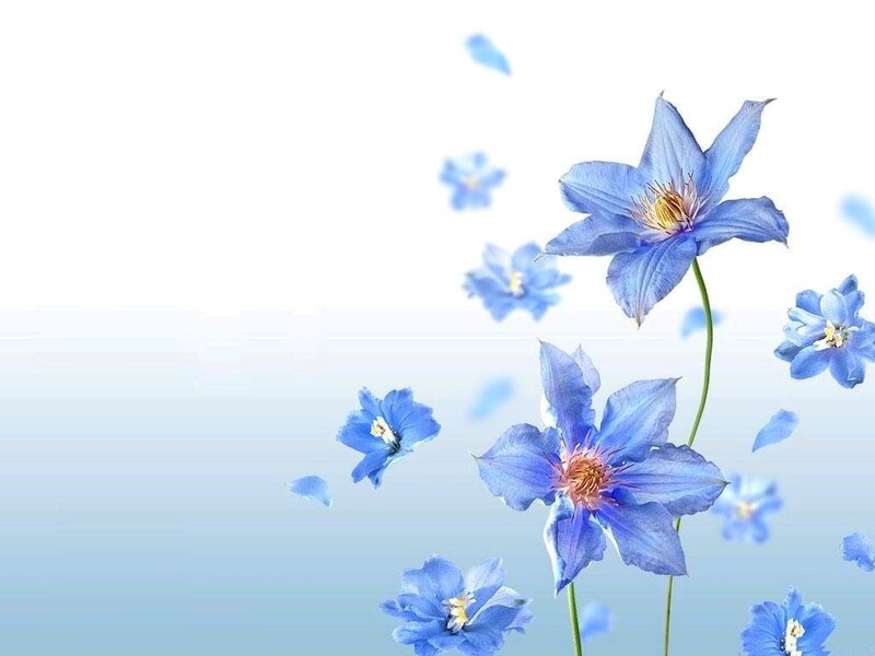 Blue Clematis Flowers