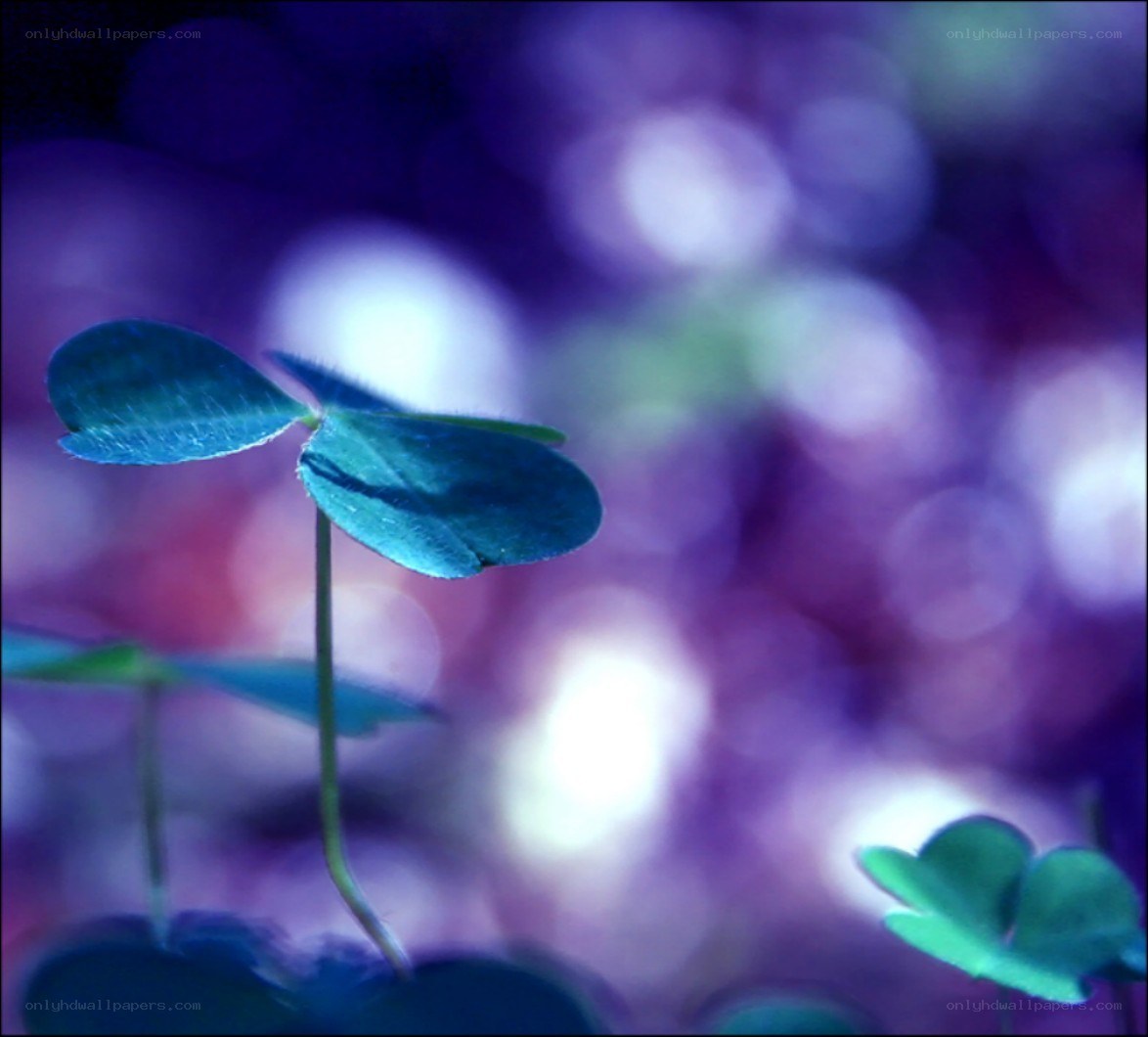 Blue clover in purple light