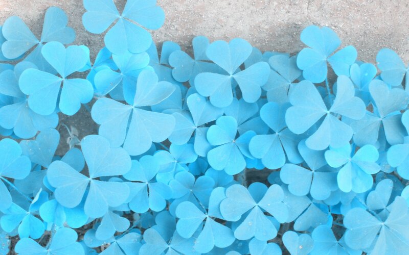 Blue Clover Leaves — Calm