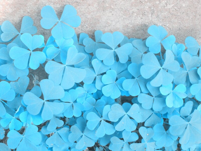 blue clover leaves