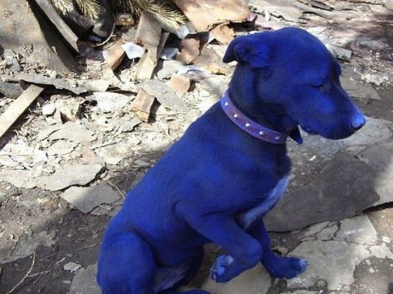 Blue-colored Dog