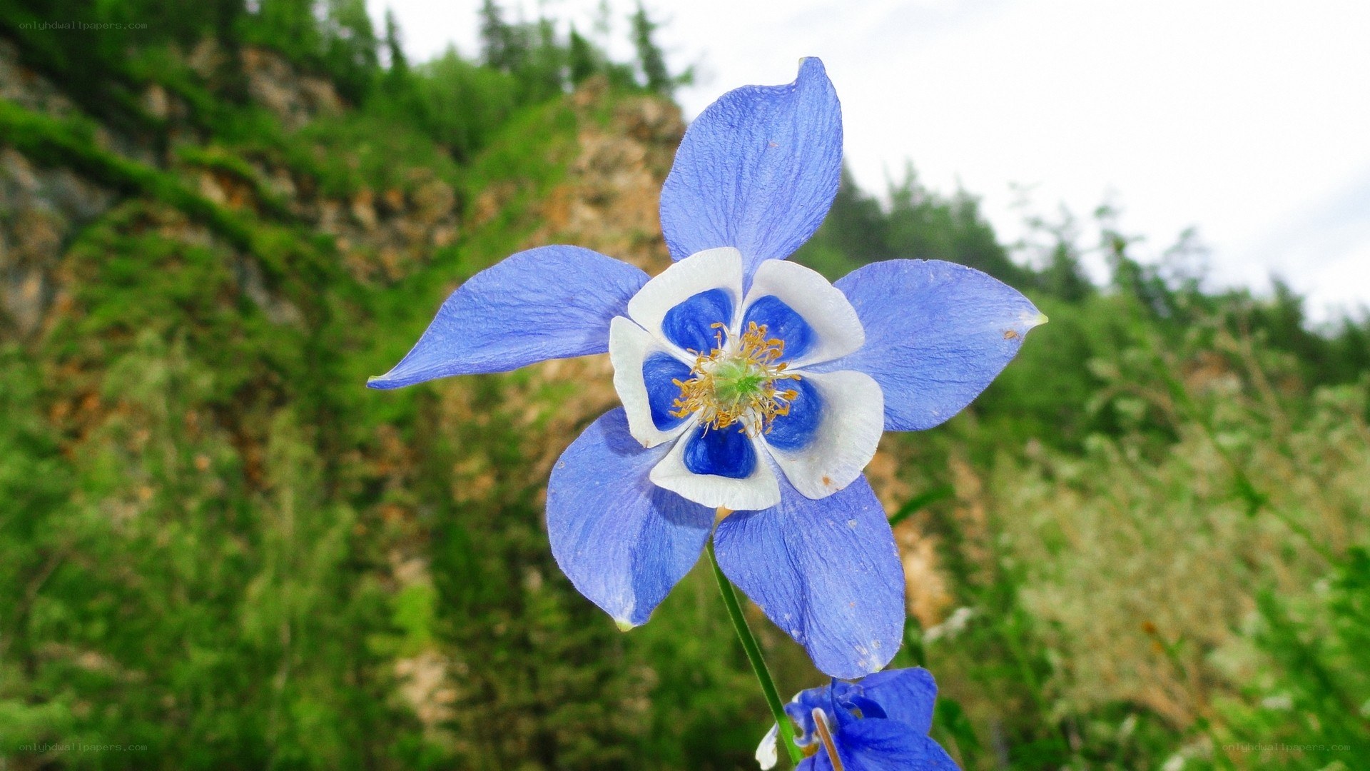 blue columbine flower in nature
