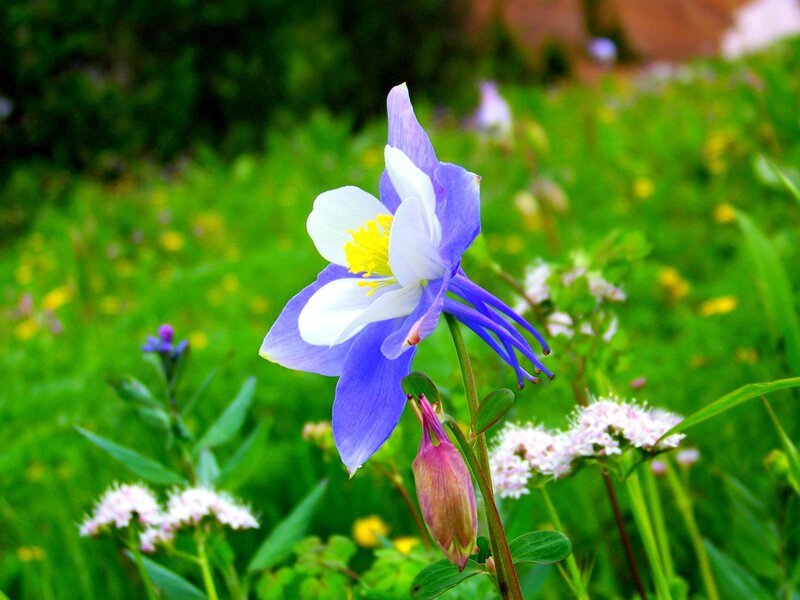 Blue Columbine Flower — Purple, Serene