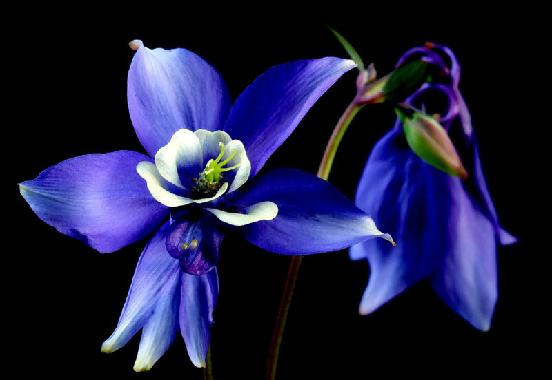 Blue Columbine Flower — Purple