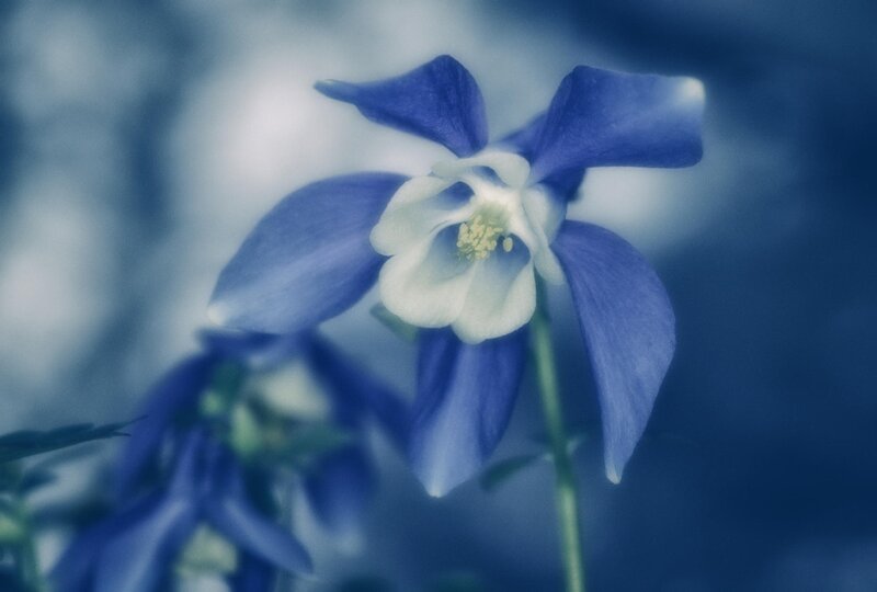 Blue Columbine Flower — Serene, Photograph