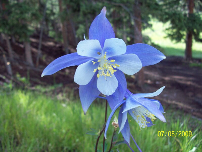 Blue Columbine Flower — Serene