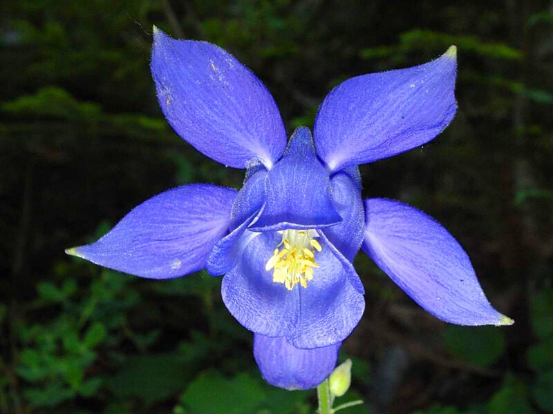Blue Columbine Flower