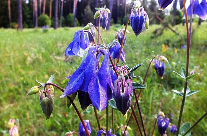 Blue Columbine Flowers — Serene
