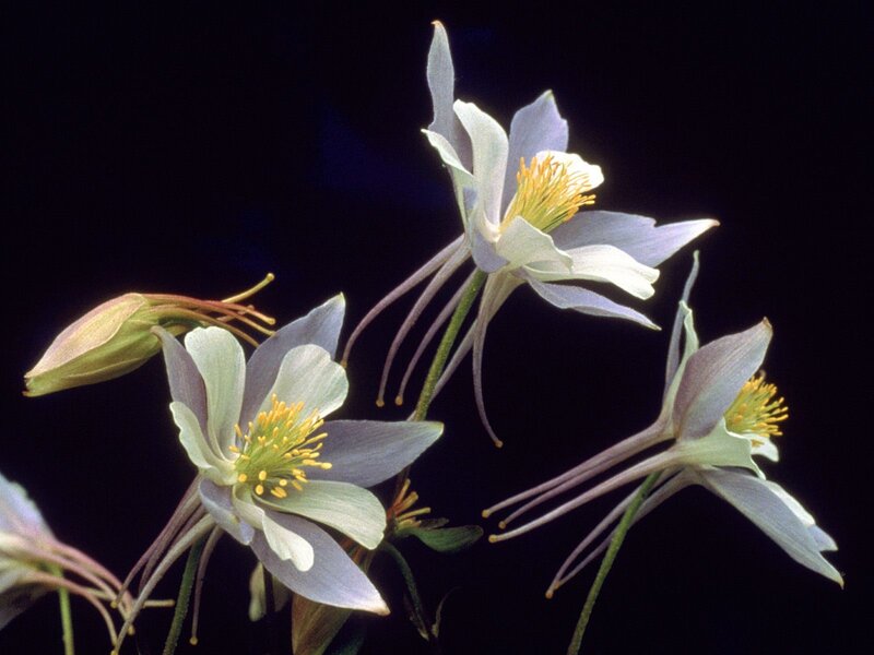 Blue Columbine Flowers — White