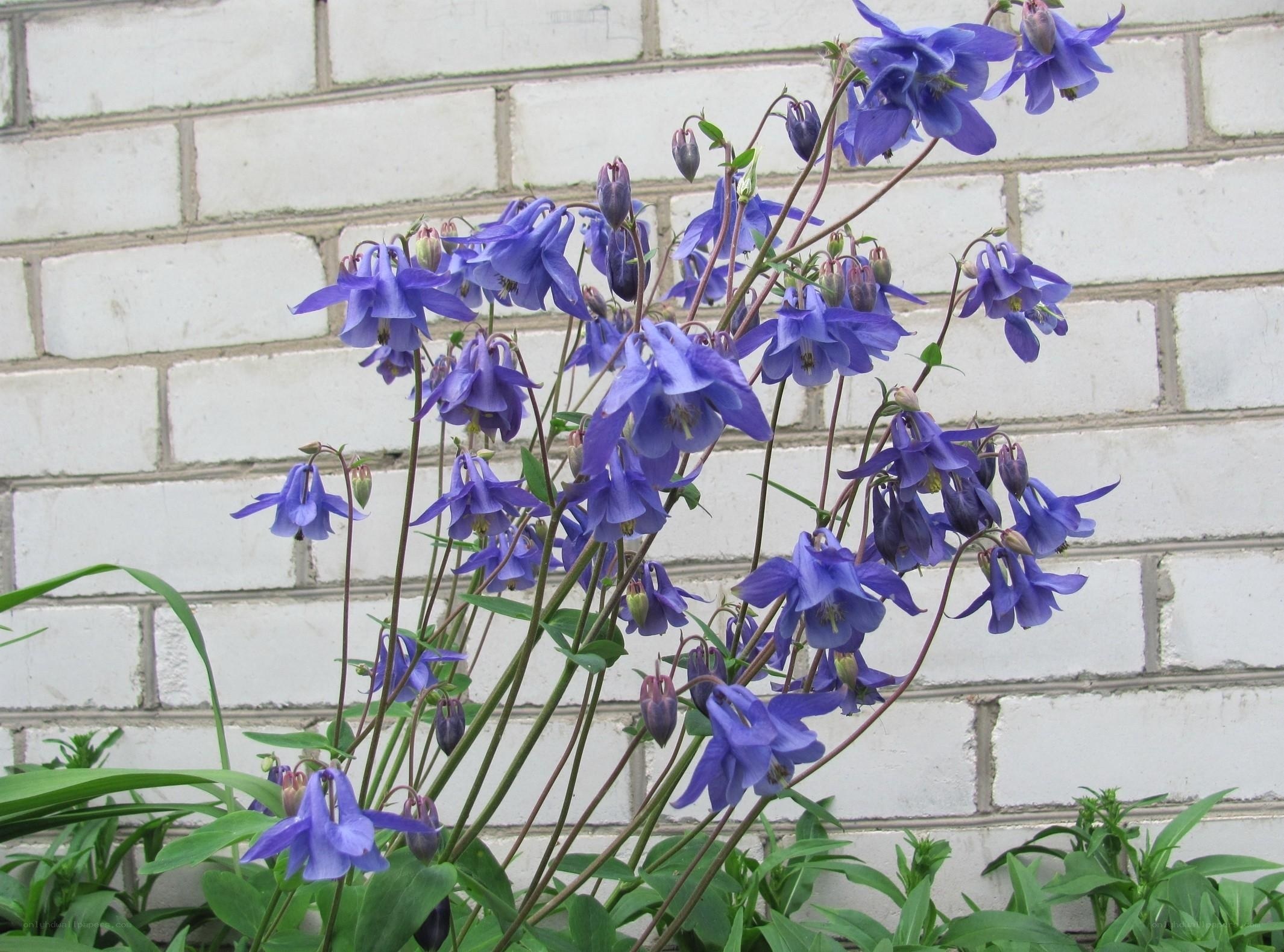 blue columbine flowers
