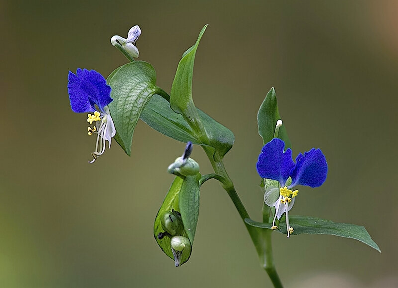 Blue Commelina Flowers