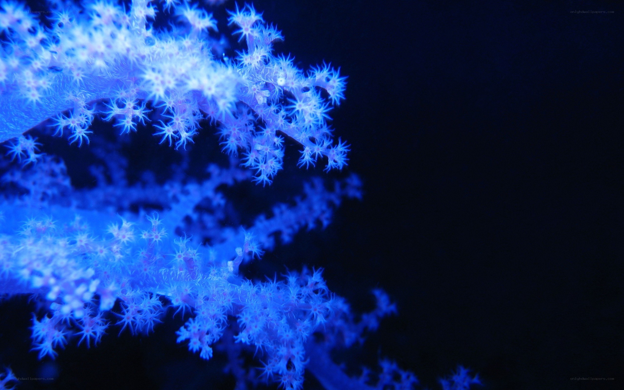blue coral in aquarium