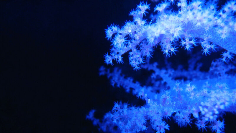 blue coral in dark water
