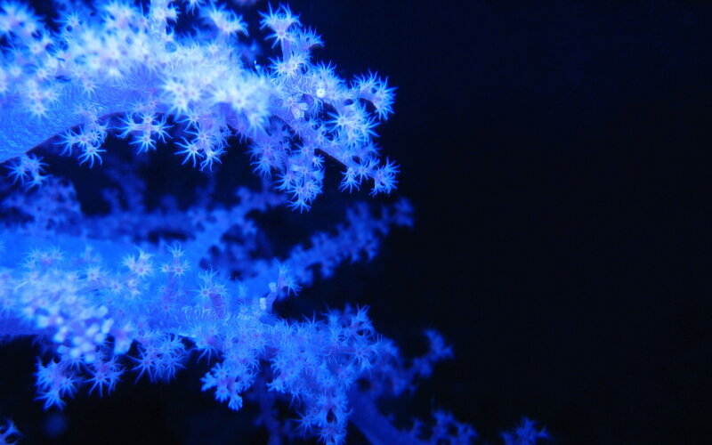 blue coral in dark water