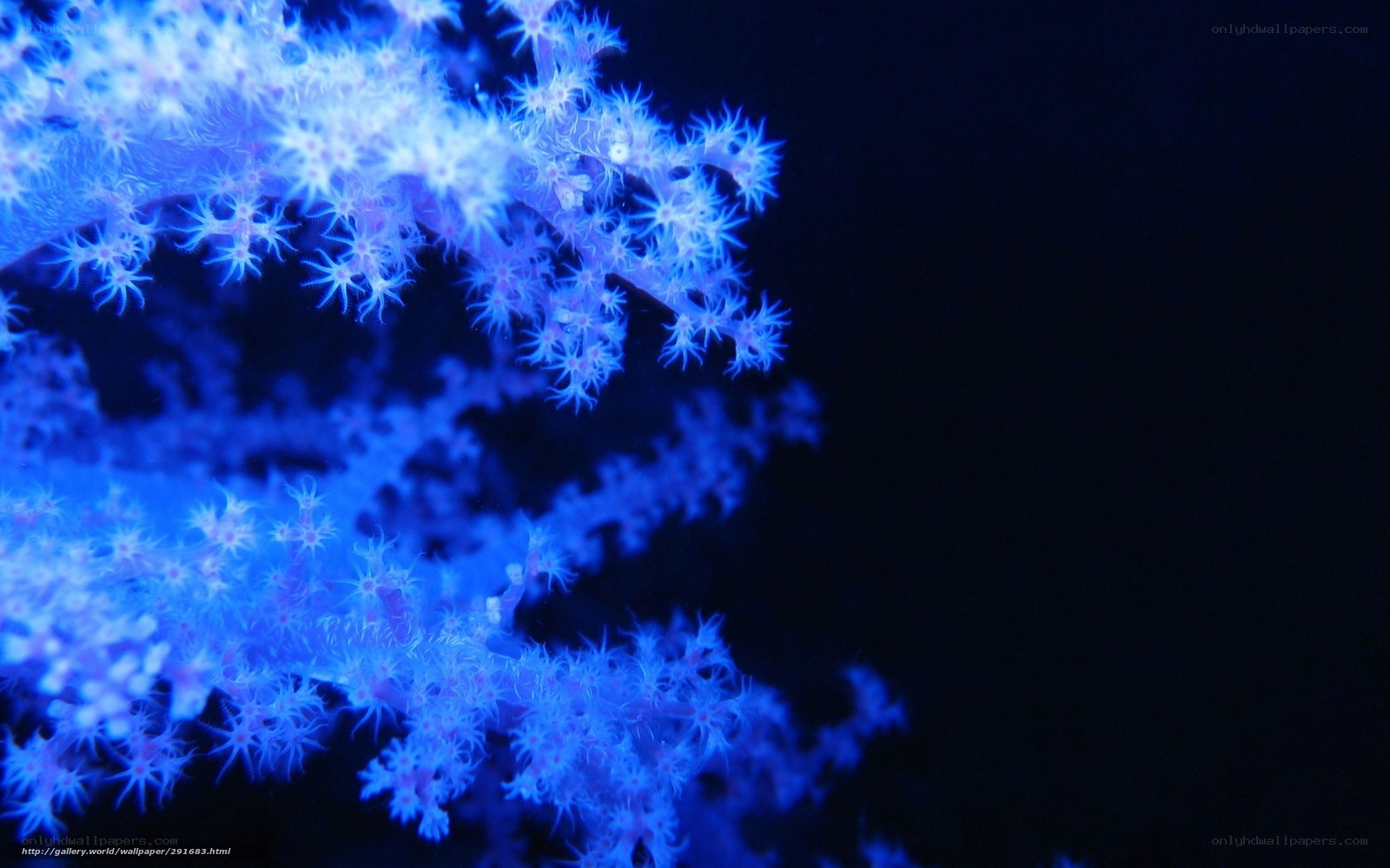 blue coral in dark water
