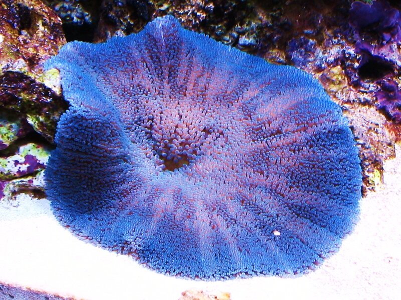 blue coral polyp close-up