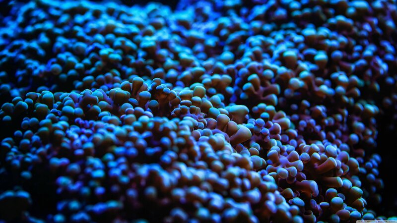 blue coral polyps close-up