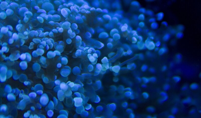 Blue Coral Polyps — Dark