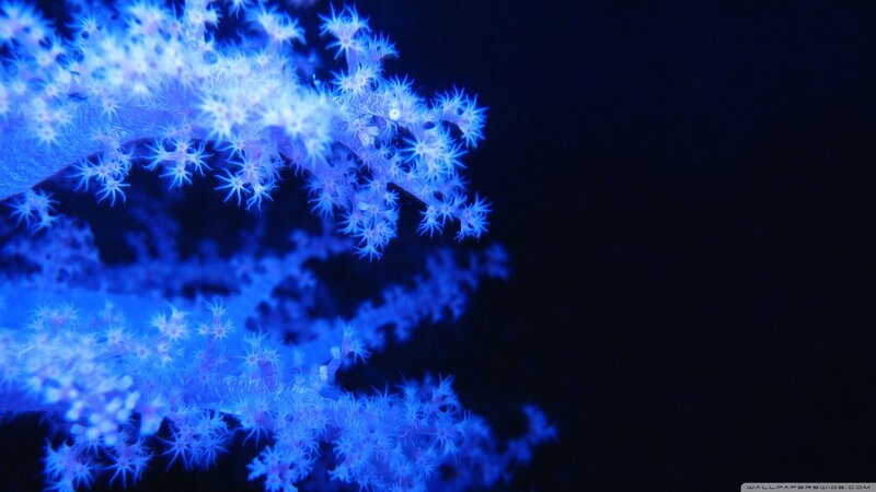 Blue Coral Polyps — Serene, Night