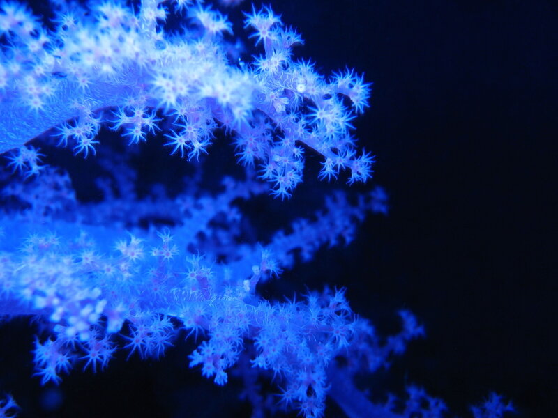 Blue Coral Polyps